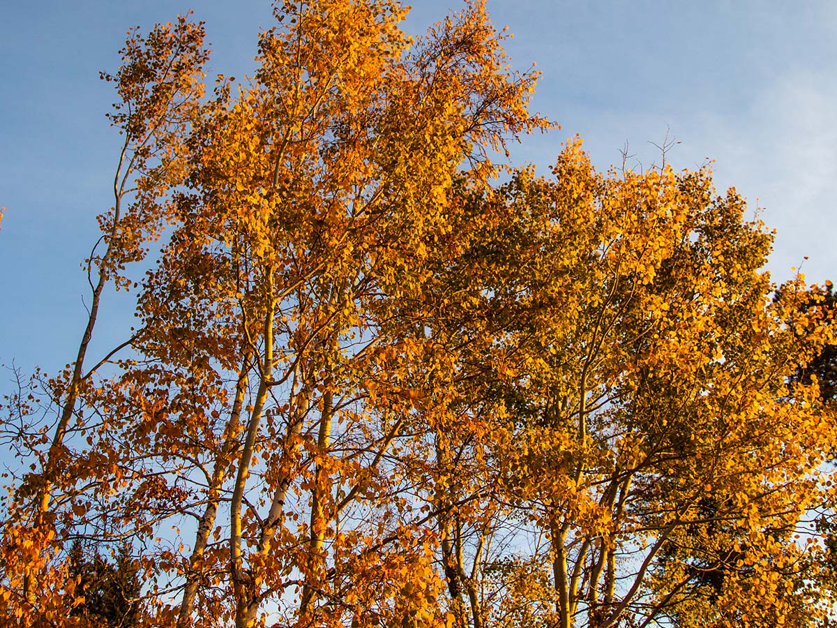 Orange and yellow leaves on a tree.