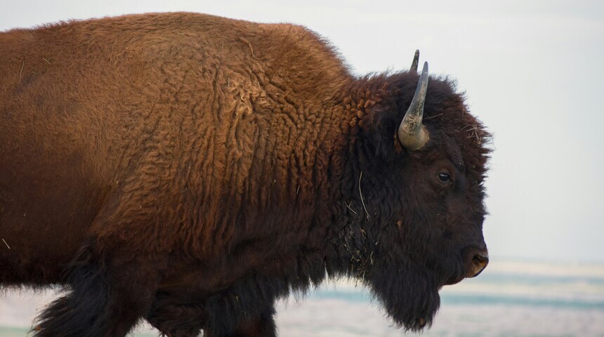 Connecting with Nature: The Wildlife and Scenery of the Black Hills